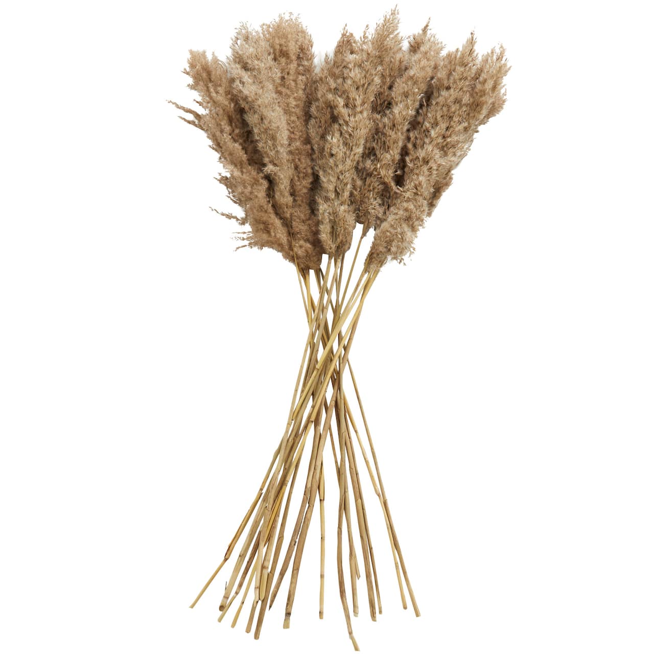 Dried Plant Pampas Natural Foliage with Long Stems